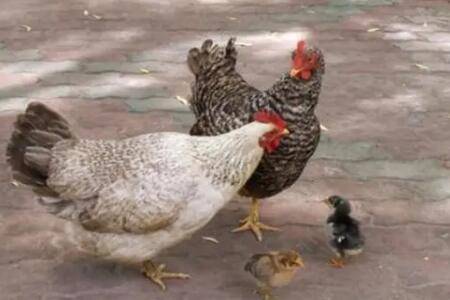 鸡的最低耐寒温度是多少_养鸡