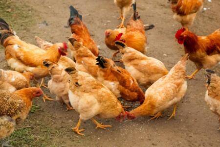 散养鸡一亩地能养多少只_养鸡