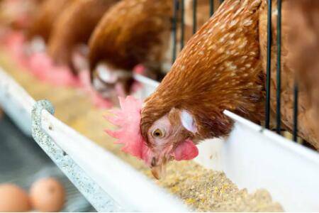 蛋鸡喂什么下蛋多,松针粉和菜籽饼试一试_养鸡