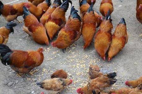 肉鸡饲料中添加油脂的注意事项_养鸡