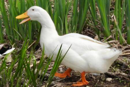 白鸭是什么鸭_养鸭