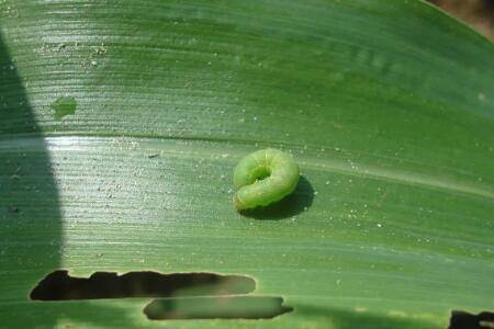 玉米害虫怎么防治_种植问答