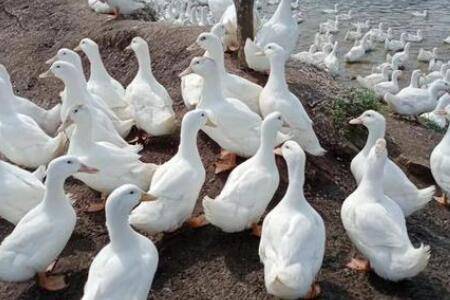 白鸭怎么预防生病_养鸭