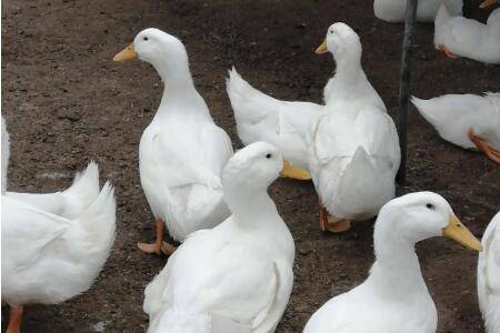 白鸭怎么养比较好_养鸭