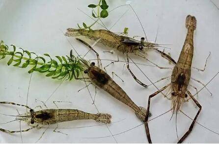 河虾用什么诱饵捕捞_养虾