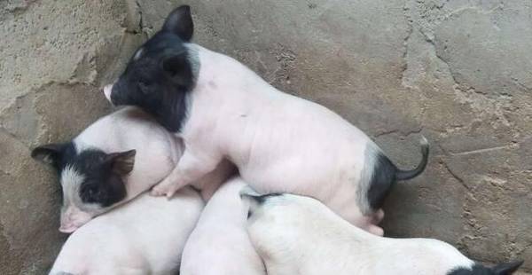 猪中贵族之巴马香猪,香猪肉味美,七里飘香_香猪养殖