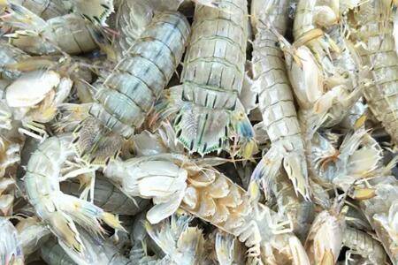 虾爬子几月时最肥_养虾