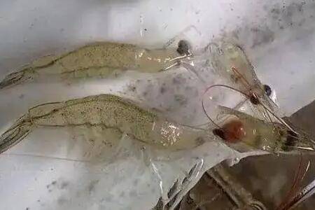 虾脱壳是什么原因,激素刺激是关键因素_养虾