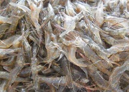 虾脱壳是什么原因,激素刺激是关键因素_养虾