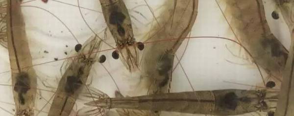 对虾脱壳是什么时间_养殖问答