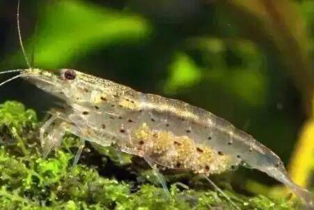 怎么判断虾快脱壳了_养虾