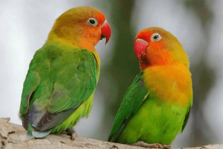 牡丹鹦鹉会不会说话_养殖问答