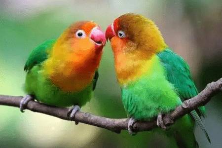 牡丹鹦鹉交配前有哪些征兆_养殖问答