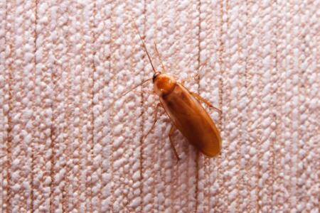 蟑螂怕什么动物,蜘蛛壁虎和蝎子都害怕_养殖问答