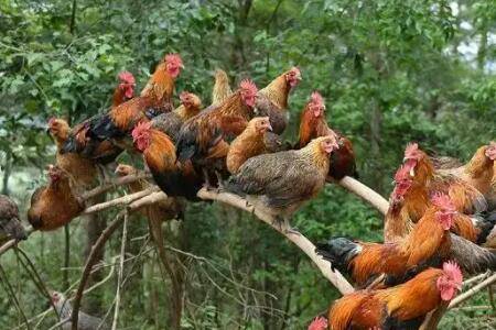 鸡发瘟是什么原因,鸡发瘟用什么药有效_养鸡