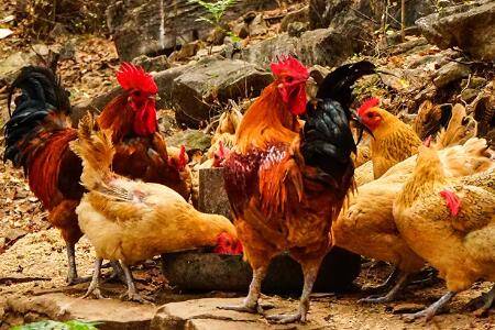 柴鸡怎么喂比较好_养鸡