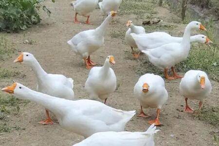 怎么选择白鹅的养殖场地_养鹅