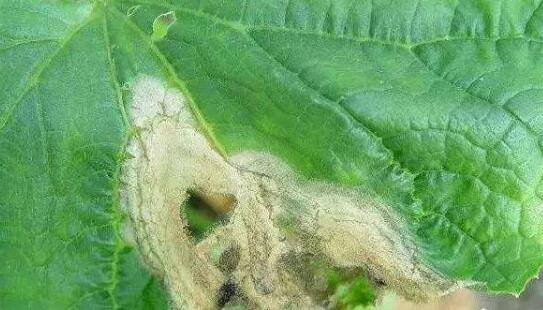 防治黄瓜灰霉症的三种方法,生态与药剂防治结合效果好_蔬菜种