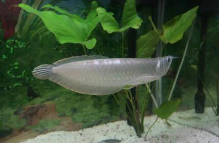 初学养殖银龙鱼的注意事项_养鱼