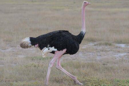 鸵鸟几天产一个蛋_养殖问答