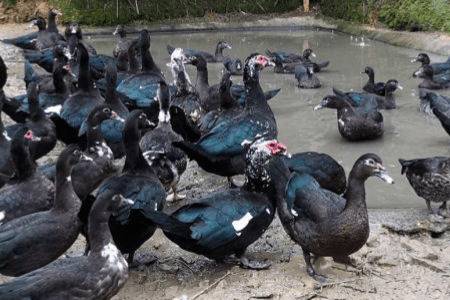 骡鸭是什么鸭子,骡鸭有什么特点_养鸭