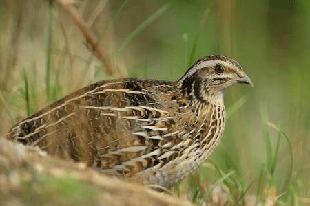 一万只鹌鹑一天产多少斤蛋_养殖问答