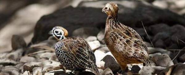 鹌鹑产蛋初期的饲养管理_养殖问答