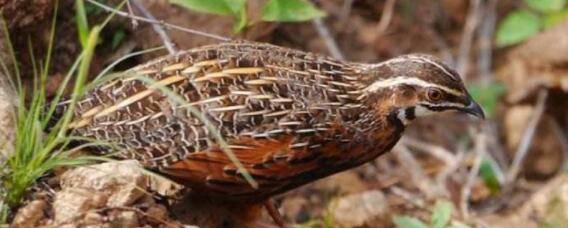 鹌鹑产蛋高峰期的饲养管理_养殖问答