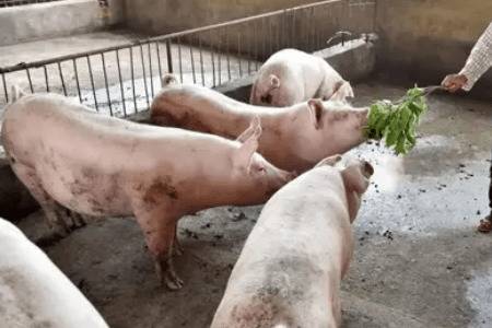 猪瘟会不会传染牛羊_养猪