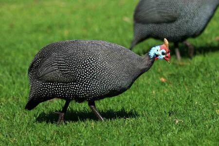 珍珠鸡每天能产多少个蛋_特禽养殖
