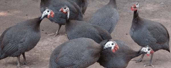 珍珠鸡孵化时多少天出壳_特禽养殖