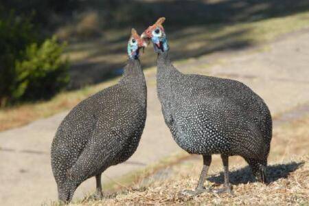 珍珠鸡每天能产多少个蛋_特禽养殖