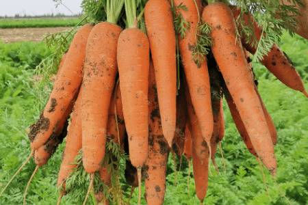 秋胡萝卜最晚什么时间种植_蔬菜种植