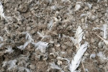 鸽子粪怎么发酵成有机肥_农药肥料