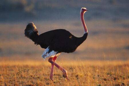 鸵鸟一年能长多少斤_养殖问答