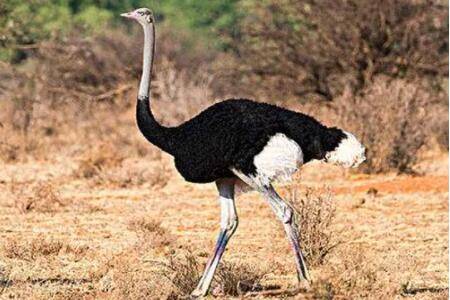 鸵鸟一年能长多少斤_养殖问答