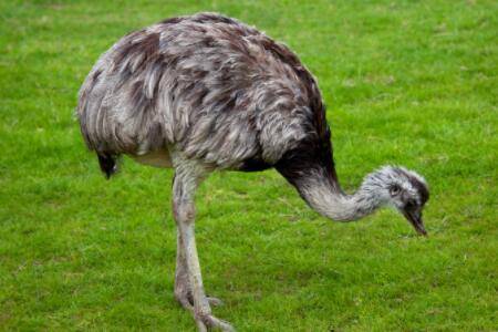 鸵鸟一年能长多少斤_养殖问答