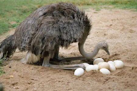 鸵鸟几天产一个蛋_养殖问答