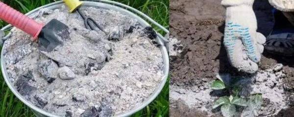 羊粪是不是酸性肥料_农药肥料