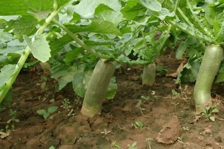 青萝卜什么时候开始收获_蔬菜种植