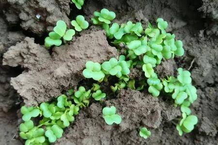 怎么种植白菜,怎么给白菜施肥_蔬菜种植