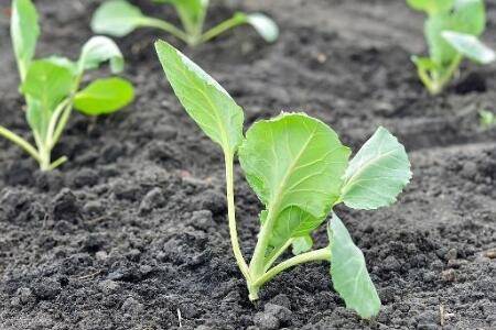 大白菜多长时间移栽_蔬菜种植