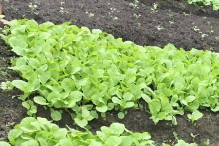 怎么种植白菜,怎么给白菜施肥_蔬菜种植