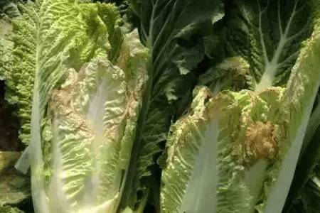 白菜烂帮子是什么原因,大白菜烂帮子怎么办_蔬菜种植