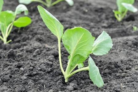 怎么种植白菜,怎么给白菜施肥_蔬菜种植