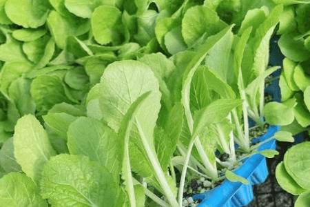 去年的白菜籽今年能不能种,能种但最好不用_蔬菜种植