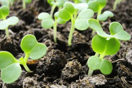 白菜籽播种后几天发芽_蔬菜种植