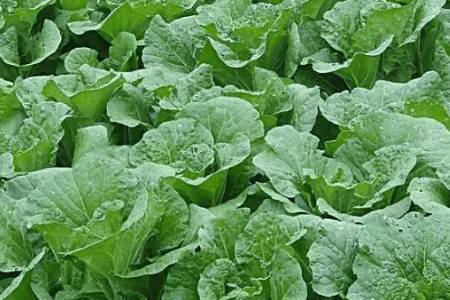 白菜猝倒病症状及防治方法_蔬菜种植