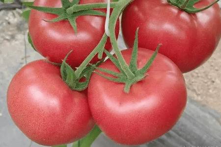 番茄为什么叫狼桃_蔬菜种植