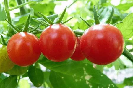 番茄为什么叫狼桃_蔬菜种植